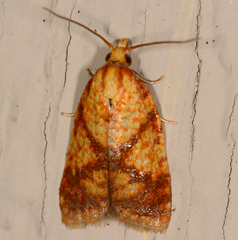 Sparganothis lycopodiana