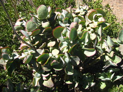 Cotyledon velutina