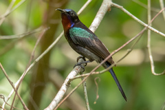 Leptocoma calcostetha