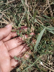 Suaeda prostrata