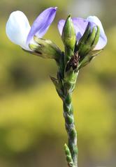 Psoralea congesta