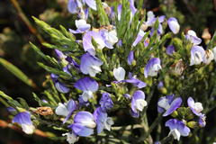 Psoralea congesta