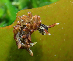 Aplysiopsis enteromorphae image