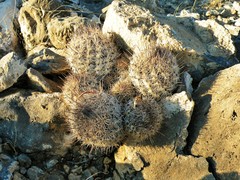 Coryphantha durangensis