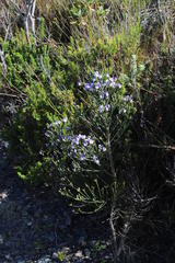 Psoralea congesta