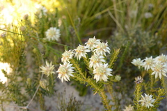 Phylica dodii