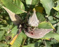 Asclepias syriaca
