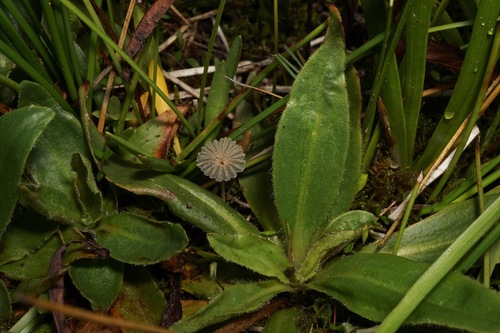 iNaturalist observation photo of Inkcaps