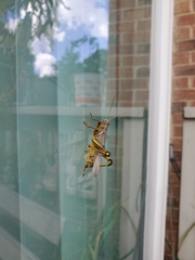 Melanoplus differentialis