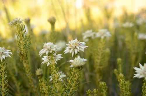 Image of Phylica dodii by (c) Charleen Brunke, some rights reserved (CC BY)