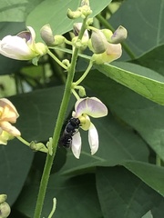 Megachile campanulae