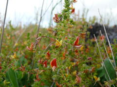 Aspalathus retroflexa retroflexa