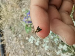 Penthobruchus germaini