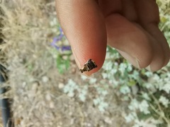 Penthobruchus germaini