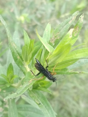 Exetastes fornicator nervulus