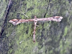 Amblyptilia punctidactyla