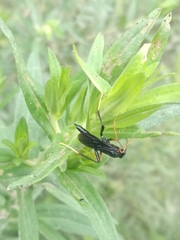 Exetastes fornicator nervulus