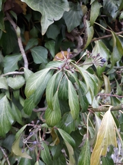 Hedera helix