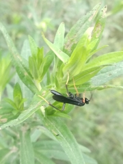 Exetastes fornicator nervulus