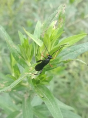 Exetastes fornicator nervulus