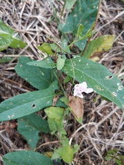 Convolvulus arvensis