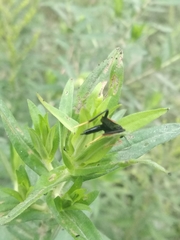 Exetastes fornicator nervulus