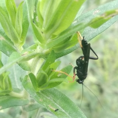 Exetastes fornicator nervulus