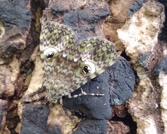 Glenopteris oculifera