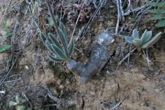 Tylecodon leucothrix