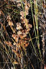 Willdenowia glomerata