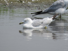 Larus delawarensis