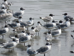 Leucophaeus pipixcan