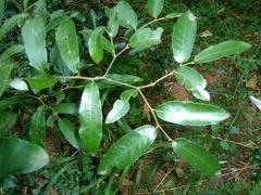 Monanthotaxis caffra