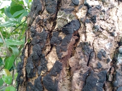 Glenopteris oculifera