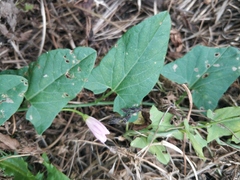 Convolvulus arvensis