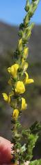 Aspalathus ericifolia ericifolia