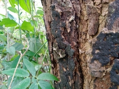 Glenopteris oculifera