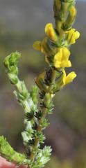 Aspalathus ericifolia ericifolia
