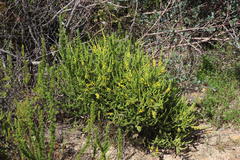Aspalathus ericifolia ericifolia