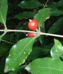 Tricalysia capensis capensis