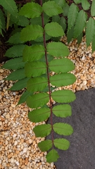 Rhus typhina