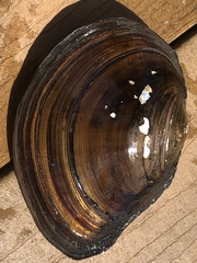 Utterbackiana suborbiculata