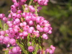 Erica gracilis