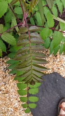 Rhus typhina