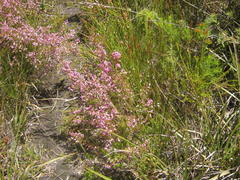 Erica gracilis