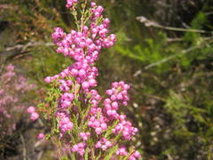 Erica gracilis