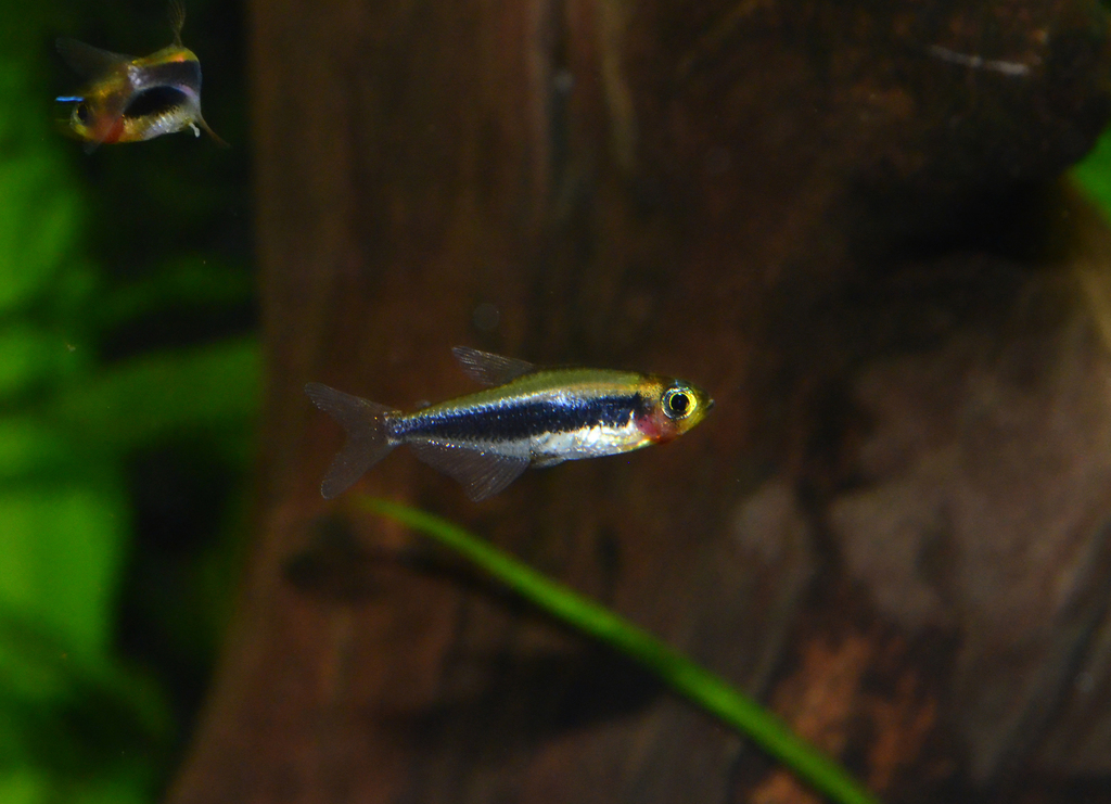 Tucano tetra