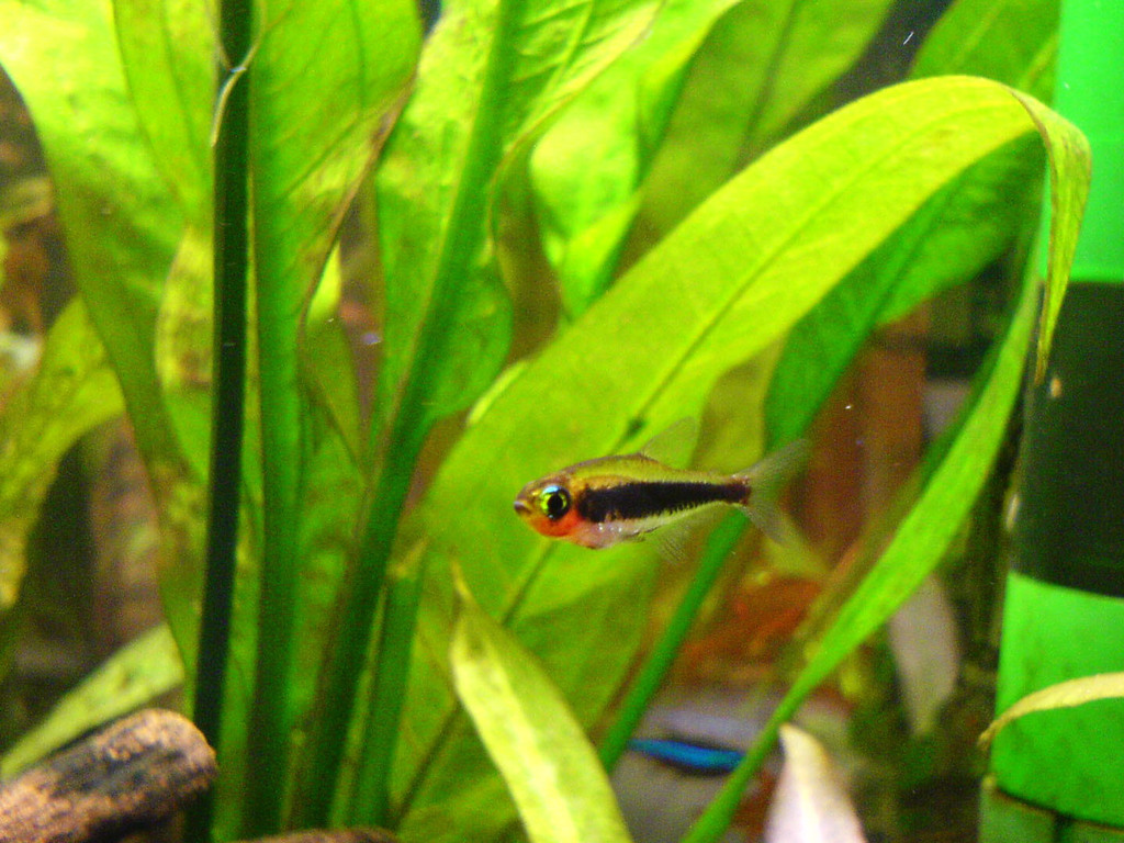 Tétra tucano (Tucanoichthys tucano)