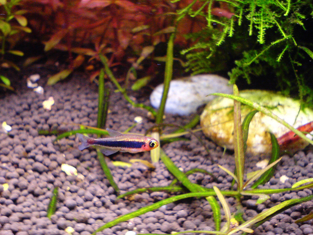 Tétra tucano (Tucanoichthys tucano)