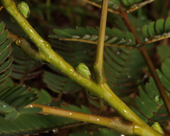 Spissistilus festinus